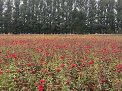 -金塔沙漠胡杨林景区