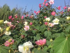 -LELECHA乐乐茶(新街口大洋店)