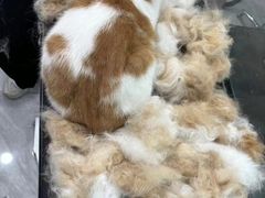 -老吴的猫·猫舍(新区店)