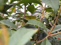 -小茶闲舍·观景商务茶馆(广州塔店)