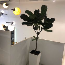 -I+造型烫发染发