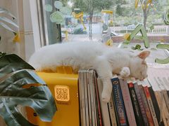 -平行世界·猫咖(首经贸店)