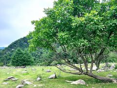-狮子沟牧场