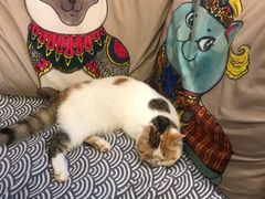 -more than meow吴止猫主题餐厅(承德 中船汇店)