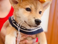-豆柴町-柴犬主题狗咖(红鼎国际C座店)