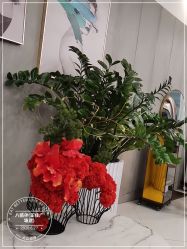 -八佰伴8008星级形象店