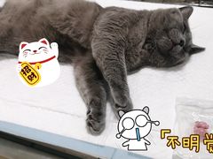 -灵美宠物诊所
