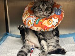 -凯特喵百思猫专科医院