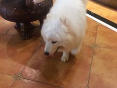 -more than meow吴止猫主题餐厅(承德 中船汇店)