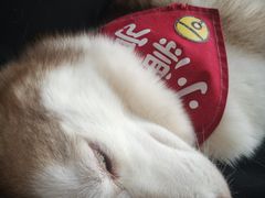 -Husky Go! 哈士奇体验馆·宠物咖啡厅狗咖