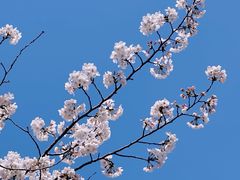 -高东镇樱花园