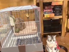 -猫猫幼稚园·撸猫·桌游·电玩