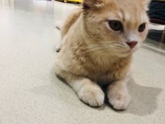 -藏猫猫咖啡主题馆(中央大道店)