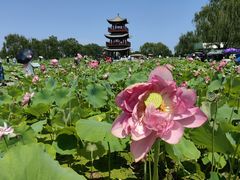 -白洋淀风景区