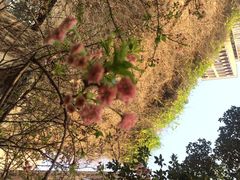 iphone_upload_pic-竹吟山房