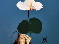 -白鹭园