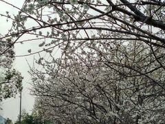 -广州市流溪河国家森林公园
