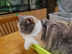 -藦茜花园宠物主题亲子互动体验馆(国顺东路店)