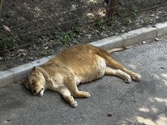 -大连森林动物园