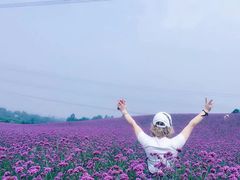 -紫颐香薰山谷景区
