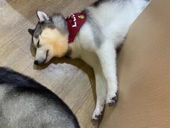 -Husky Go! 哈士奇体验馆·宠物咖啡厅狗咖