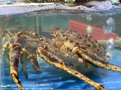 -琼大师东方烤乳猪(亚特兰蒂斯店)