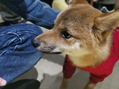 -逗柴咖啡屋·狗咖猫咖宠物桌游