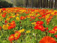 -上海共青森林公园