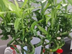 -田凤波推拿.按摩养生(幸福店)