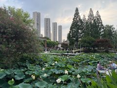 -青枫公园