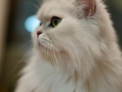 -纳吉亚猫专科动物诊疗中心(蒋宅口分院)