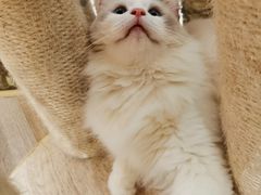 -酷豆宠物咖啡·宠物美食·撸猫馆