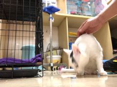 -瑞鹏宠物医院·骨科·猫科·内科(第一中心)