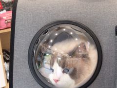 -瑞派康怡24h宠物医院·犬猫医疗中心·微创绝育(瑞景分院)