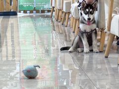 -柴犬小屋·柴餐厅·狗咖食堂(金鼎广场店)
