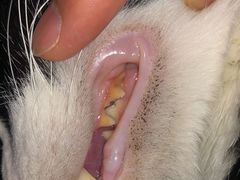 -北京观赏动物医院·24小时大型综合·猫专科·异宠专科