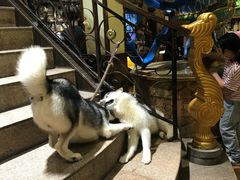 -more than meow吴止猫主题餐厅(承德 中船汇店)