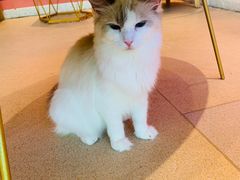 -藏猫猫咖啡主题馆(中央大道店)