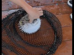 -蓝湾碧波·老字号·疍家非遗海上餐厅