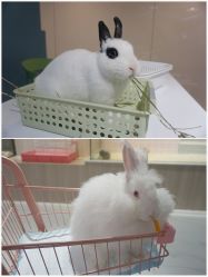 -Moni星球萌宠·小马宝莉·灵蛇·高端高阶全萌宠互动体验俱乐部(红豆国际广场店)