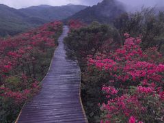 -大围山国家森林公园