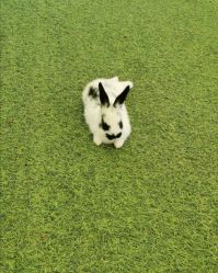 -萌宠亲子动物乐园(槐房万达店)