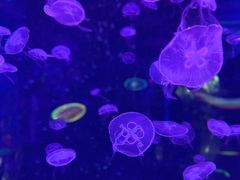-暹罗海洋世界