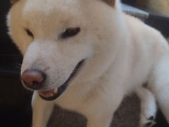 -喜柴咖啡·柴犬狗咖