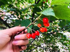 -洋洋安徽牛肉板面(洋洋店)