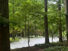 -东平国家森林公园