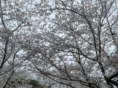 -武汉大学-樱园