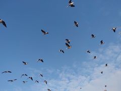 -南大港湿地风景区