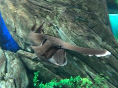 -瑞普利水族馆