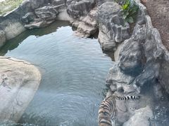 -深圳野生动物园